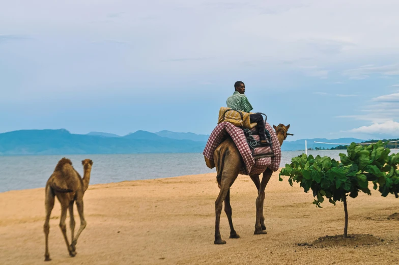 a man riding a camel in the desert