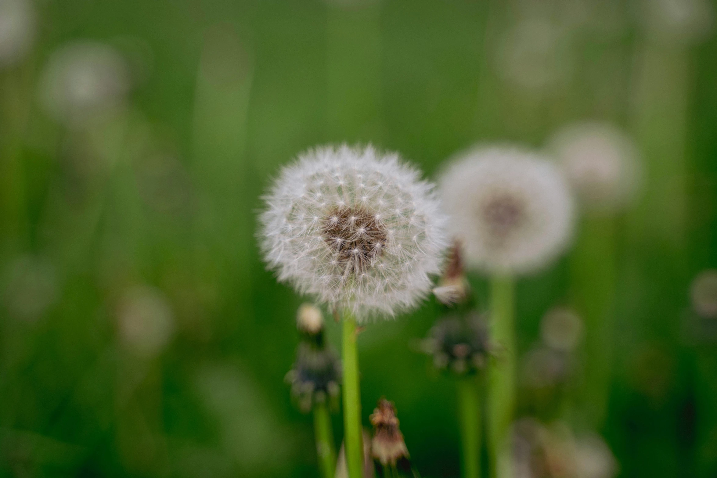 dandelion in the field on a sunny day