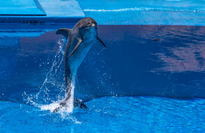 a dolphin jumping in the air at a zoo