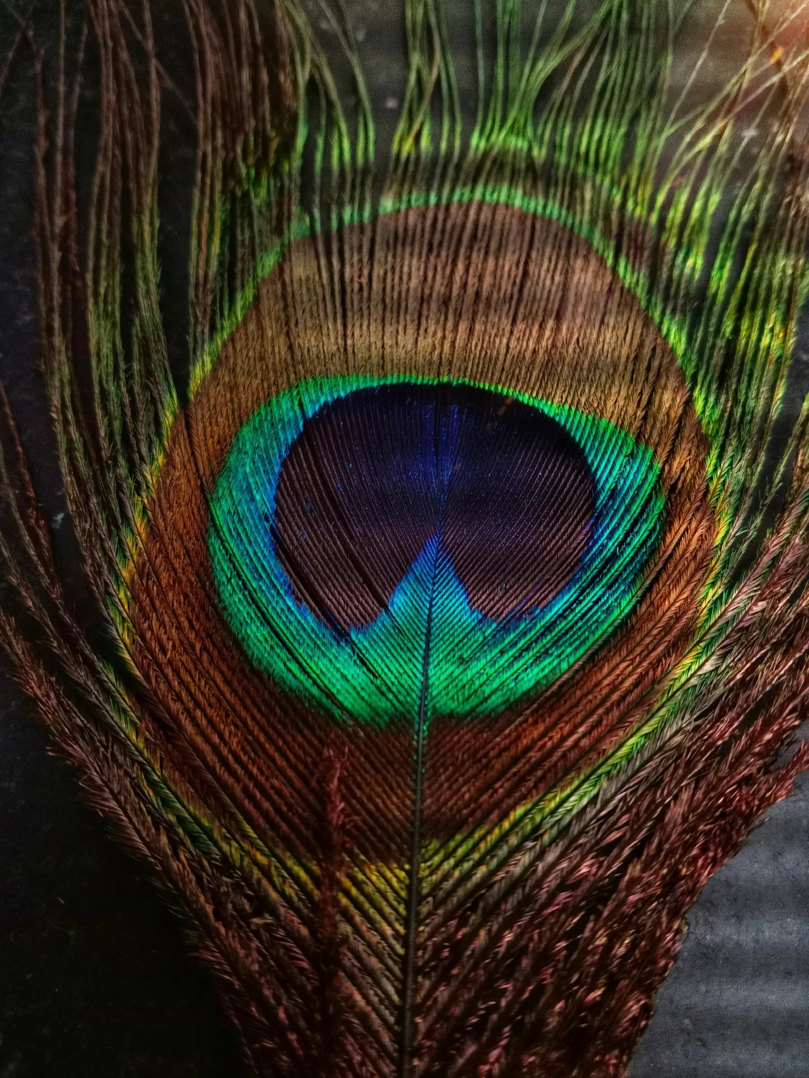 a bird's feathers that is showing it's feathers