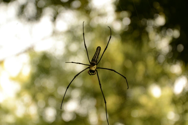 a black and yellow spider with very large legs on it's back