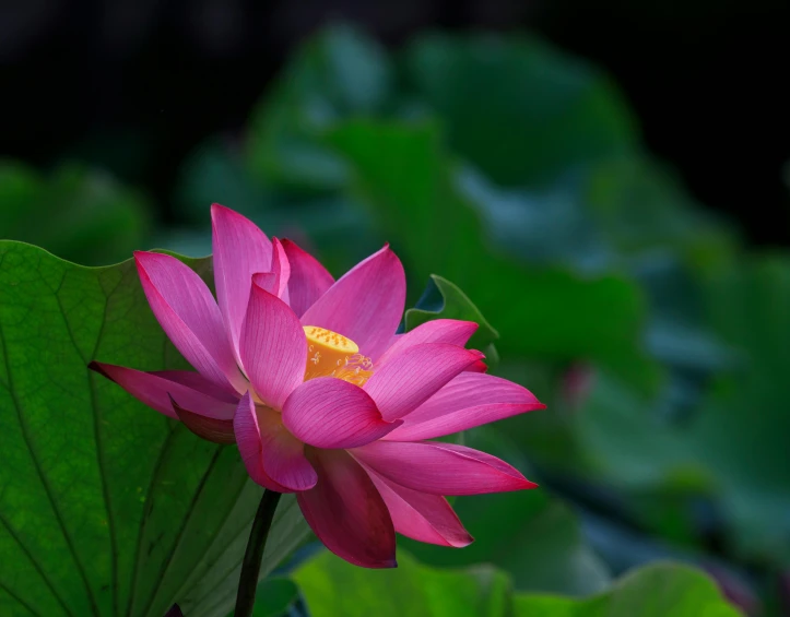 a pink lotus in the midst of a green leaf