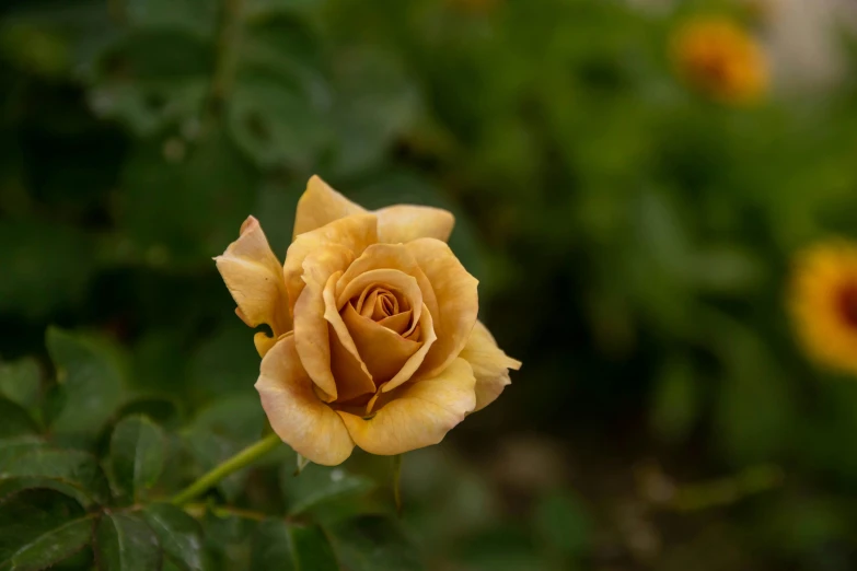 a yellow rose that has been opened in the garden