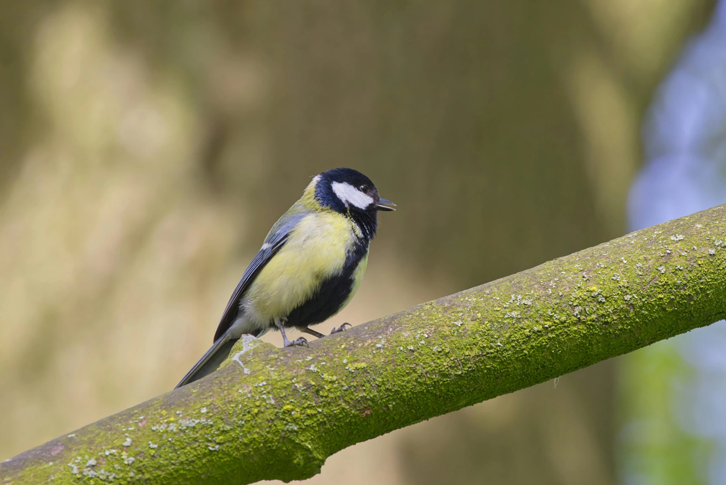 a small bird sits on a tree nch in the park