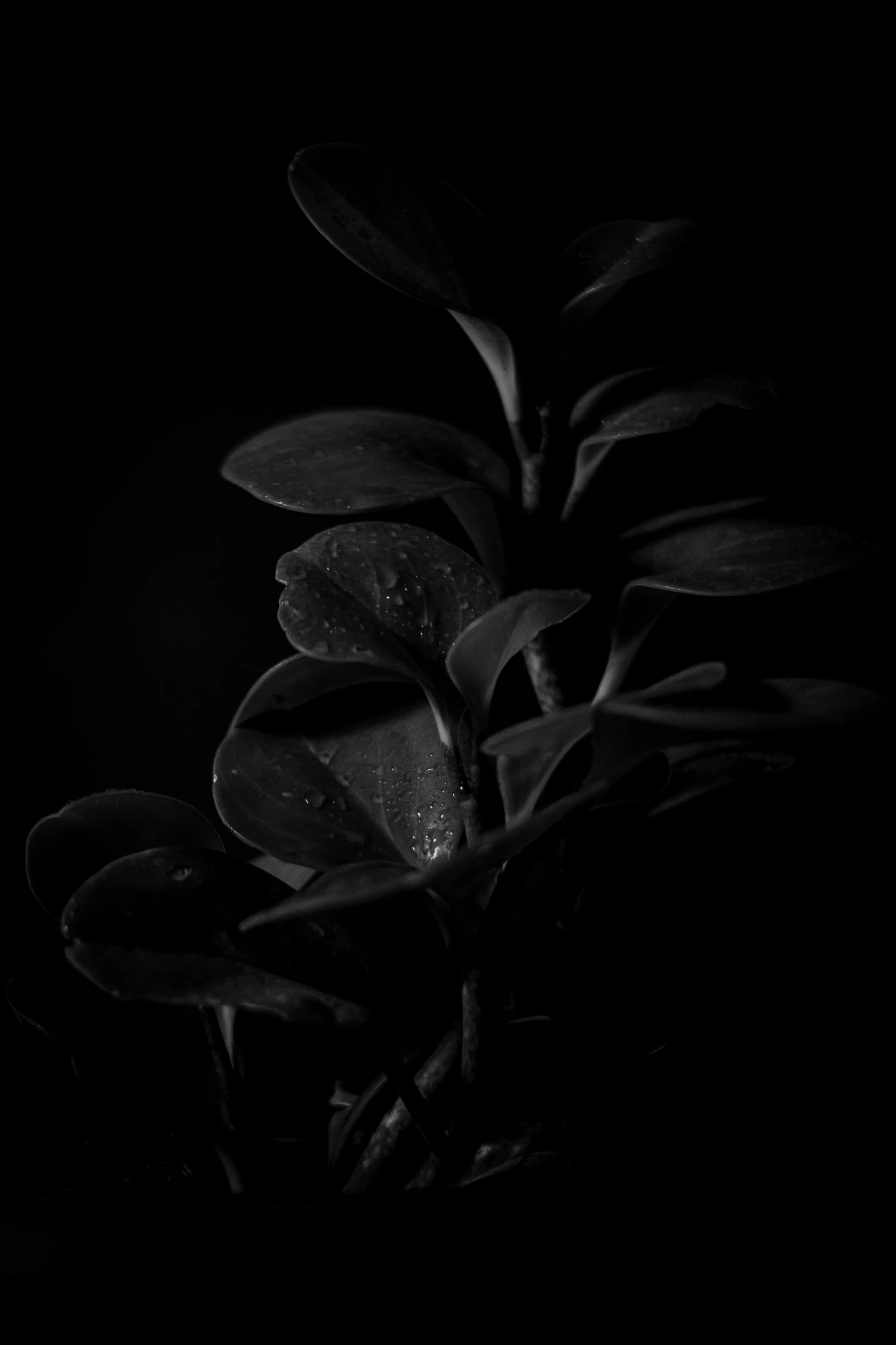 black and white pograph of water droplets on a leafy plant