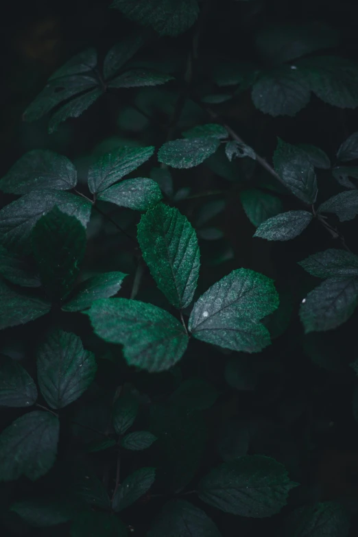 close up of leaves with dew on them