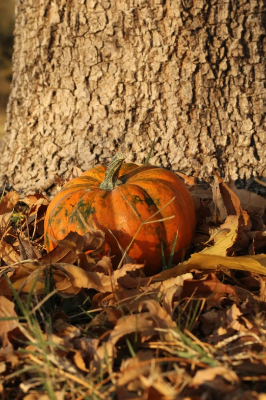 an orange pumpkin on the ground in front of a tree