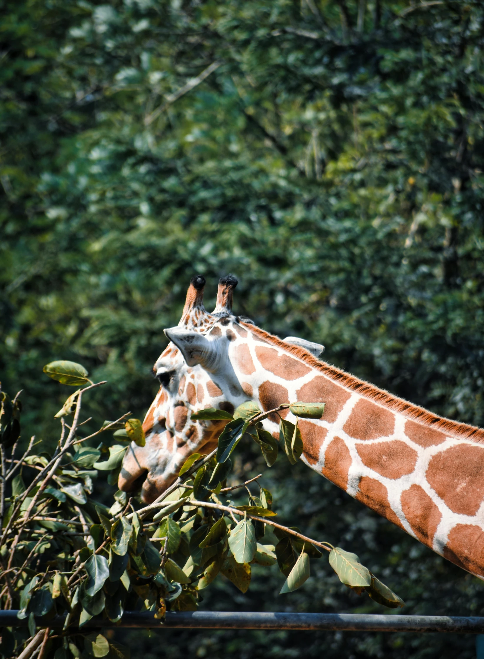 two giraffes eat leaves from a tree nch