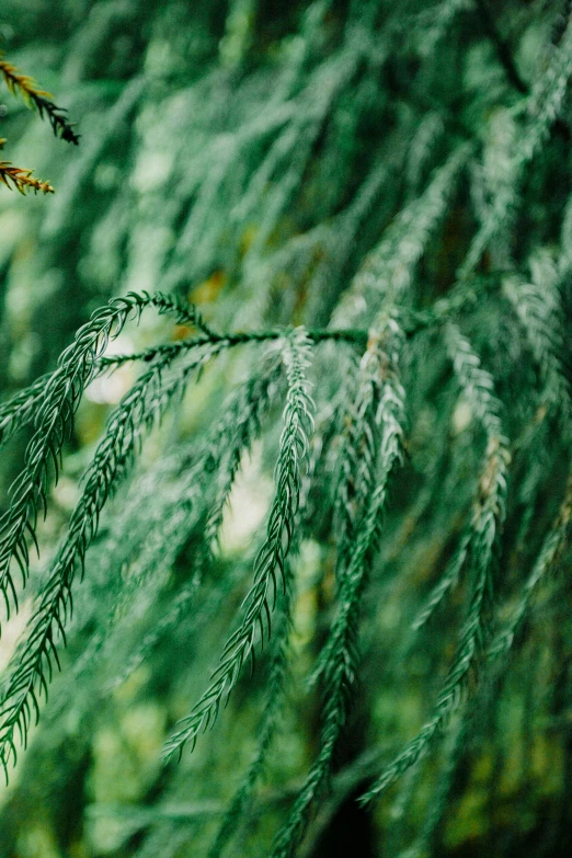 closeup of a tree nch with a lot of green leaves