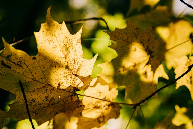 a leaf that is laying on a tree nch