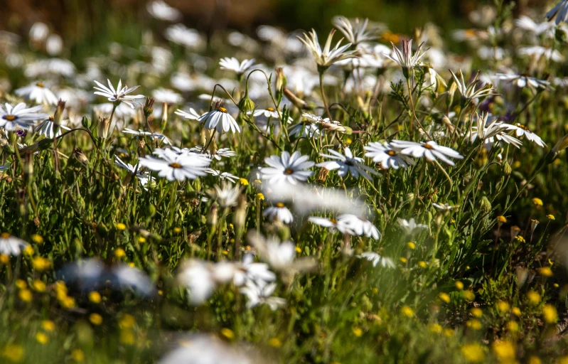 many flowers are growing in the wild grass