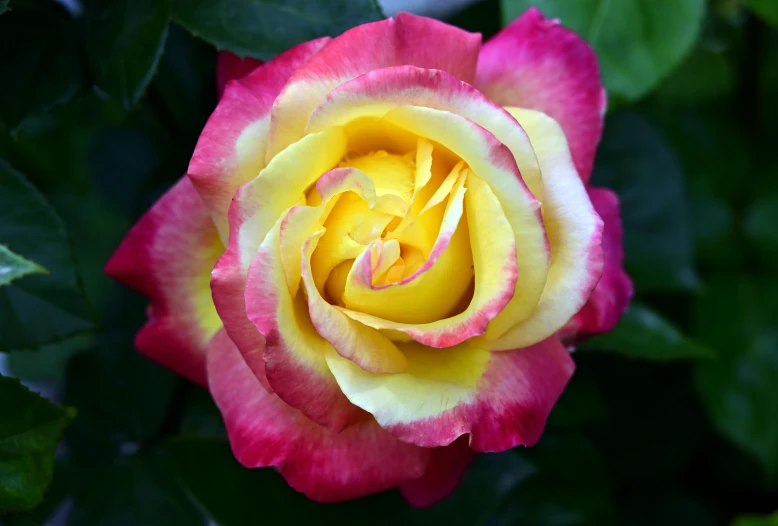 a pink and yellow rose in the middle of a green bush