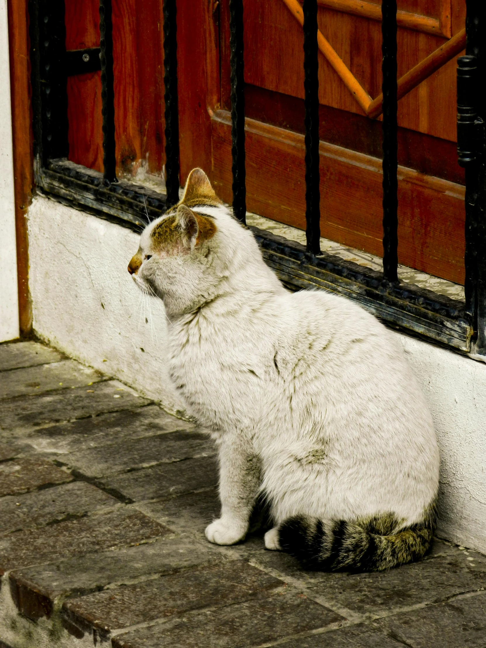 a white cat sitting on the street next to a door