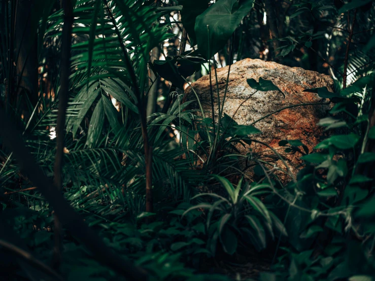 a large rock in a thick jungle filled with vegetation