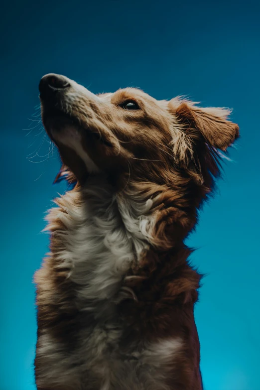 a brown and white dog is reaching up to the sky