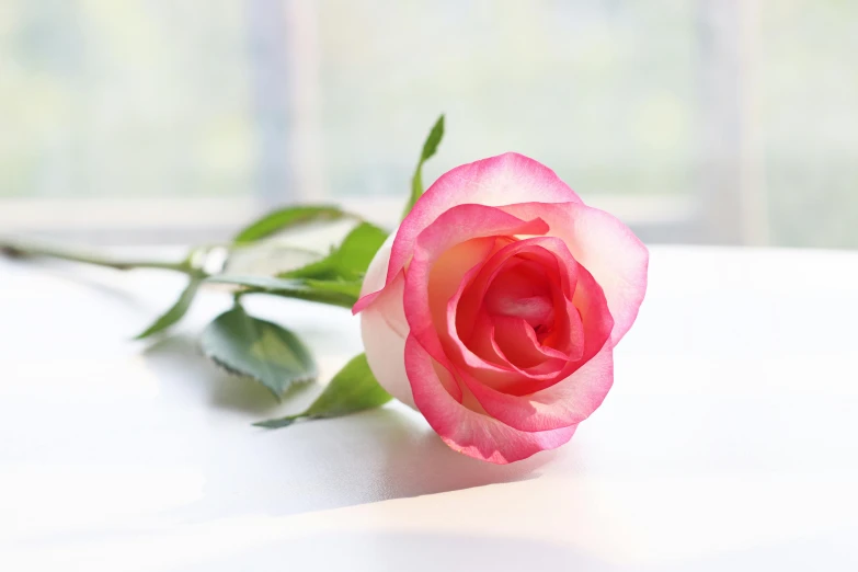 a single pink rose laying on a white surface