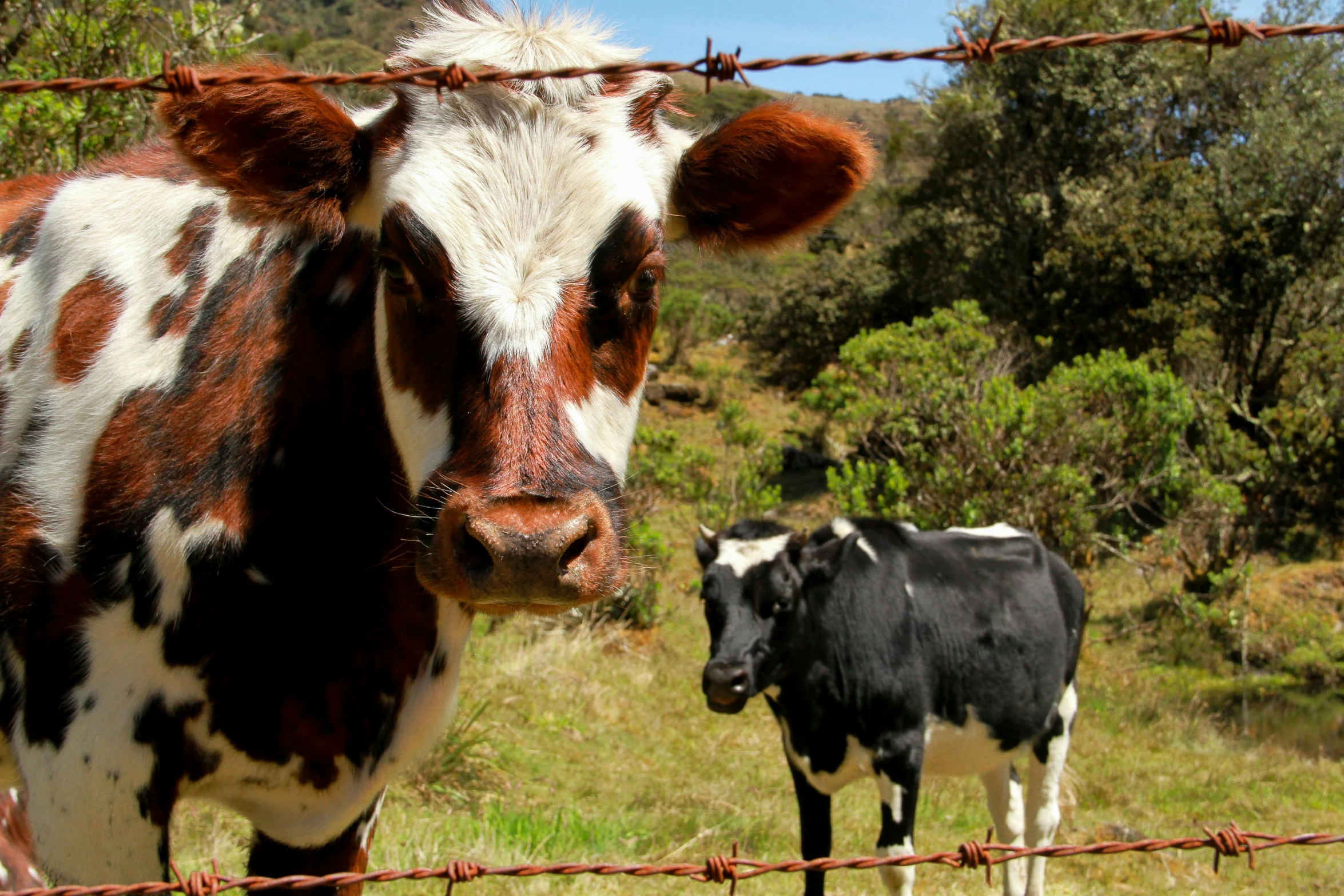 two cows are standing on grass behind a barbed wire fence