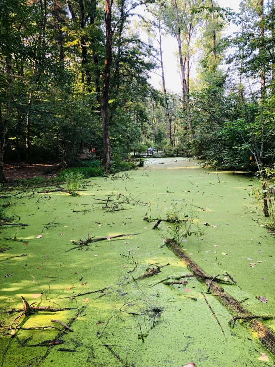 a river with green algae, trees and water