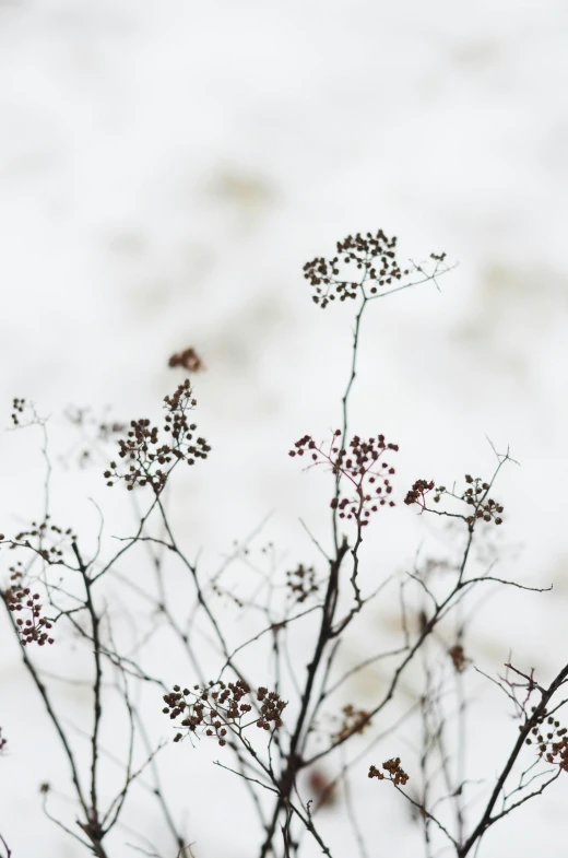 the thin nches of a tree are reaching toward an area with a snow covered sky in the distance