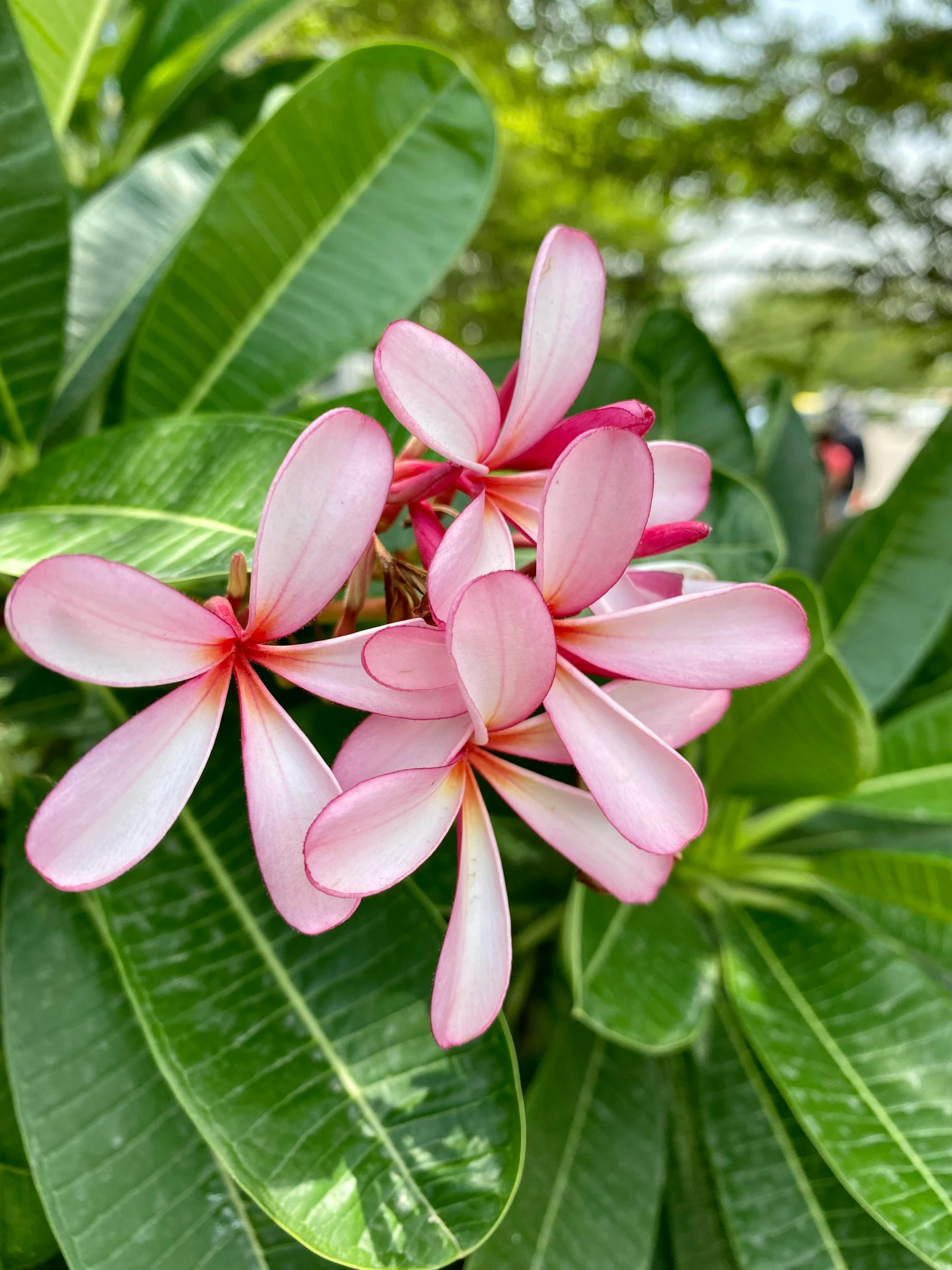 several small pink flowers blooming on green leaves