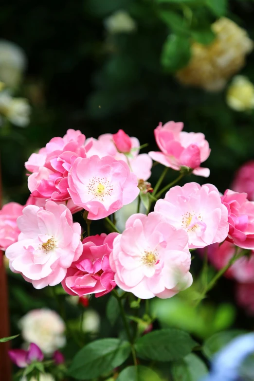 the bright pink flowers of some type of flower