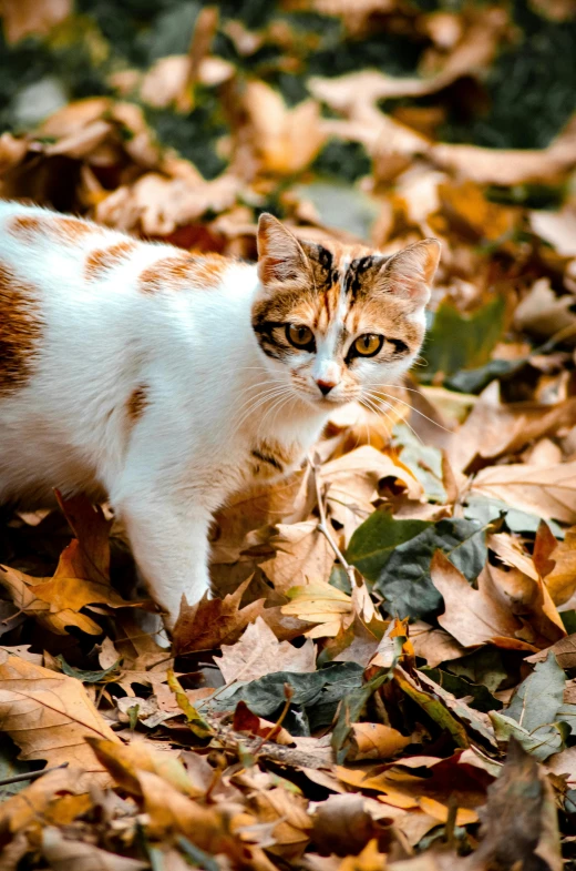 a cat standing on top of some leaves in the leaves