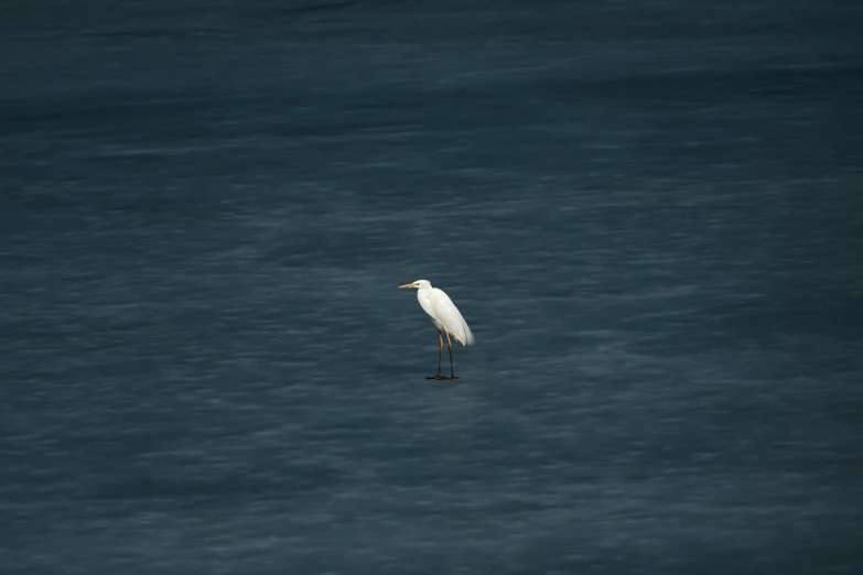 a white bird stands alone in the ocean