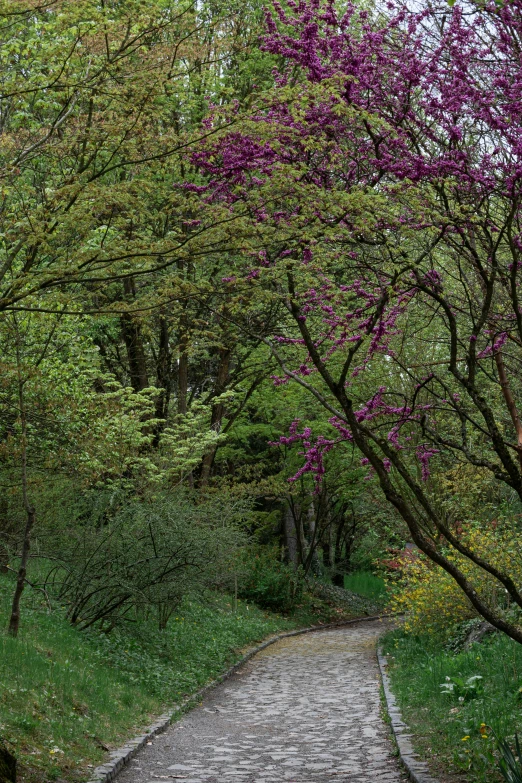 a path runs along one end surrounded by purple flowers and green vegetation