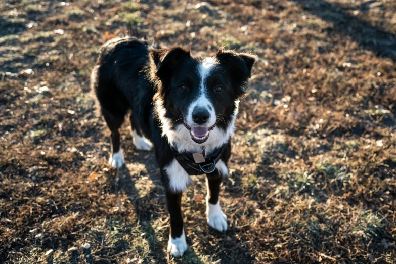 there is a very cute small dog standing on the ground