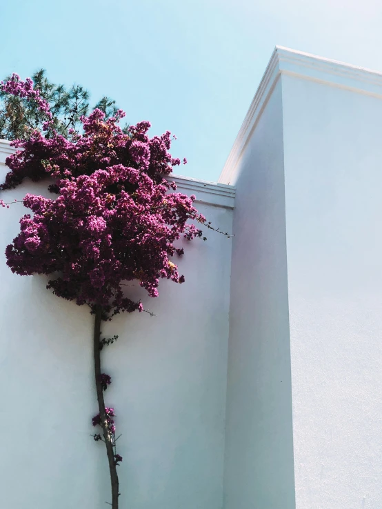 a tree in front of a white wall