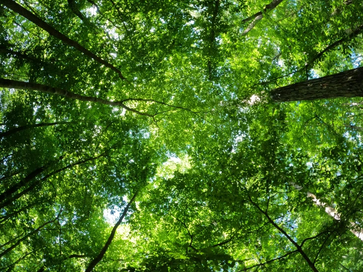 the view looking up at a cluster of trees