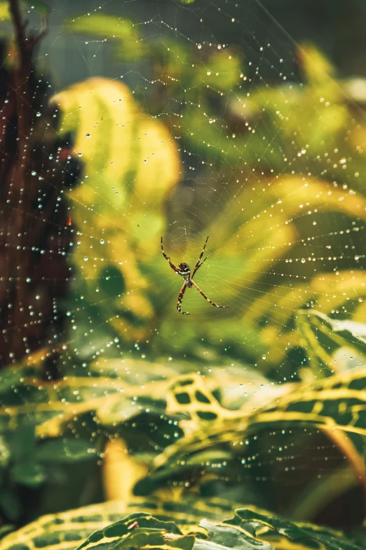 a spider in its web by some plants