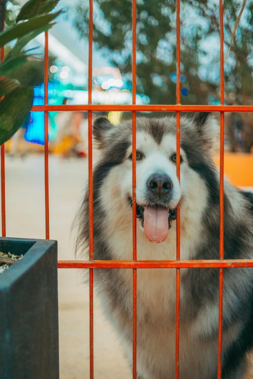 a close up of a dog in a cage with a tree