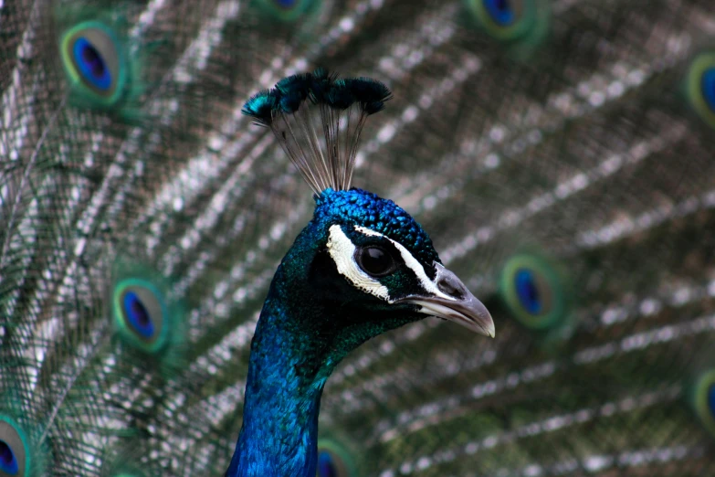 closeup pograph of peacocks feathers displaying blue, yellow and white plumage