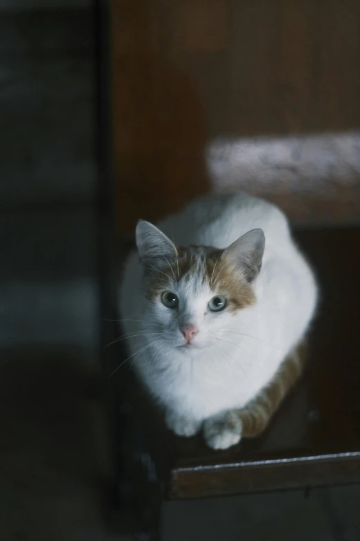 a cat sitting on top of a table looking into the camera