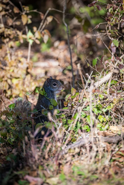 an animal that is sitting on the ground near plants