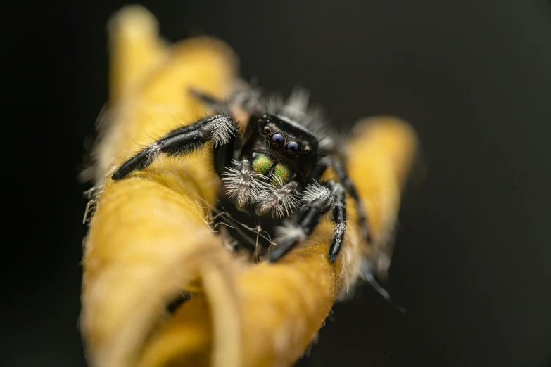 a large spider is on top of a banana