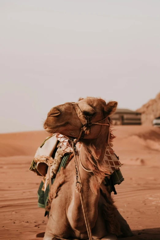 a camel with a saddle sitting in the middle of desert