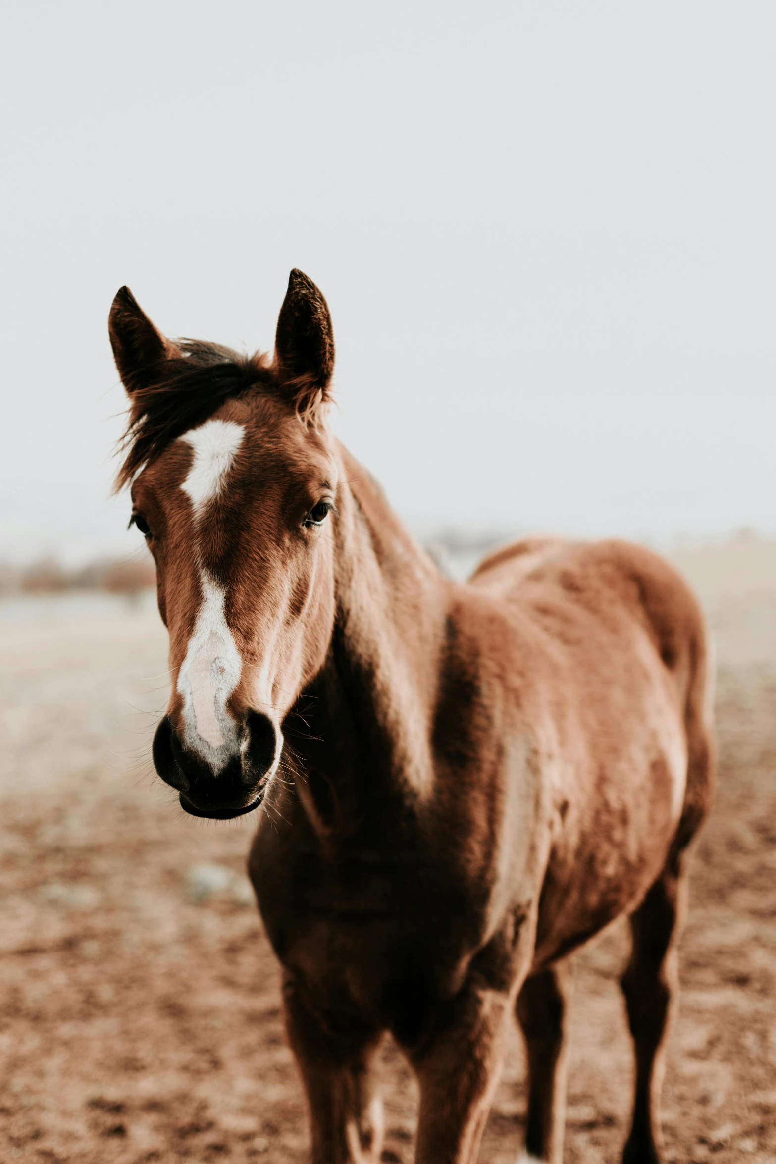 a horse standing on top of a dirt covered field