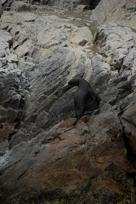 black bear on the rocks of a mountain