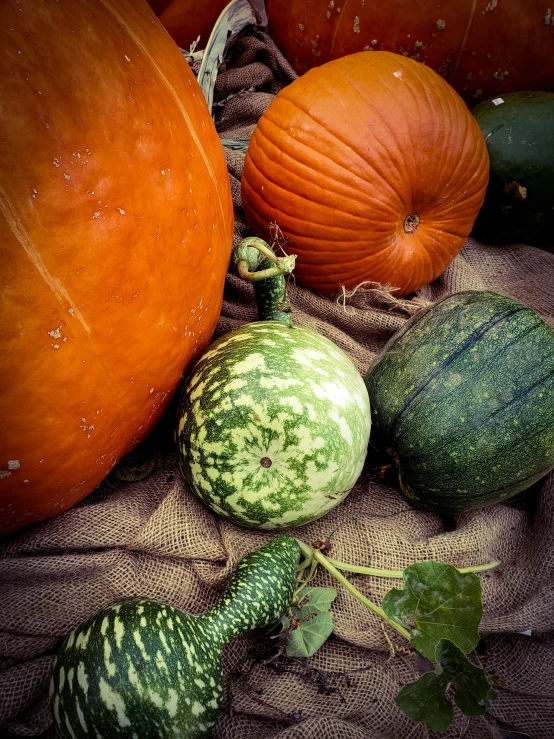 many different pumpkins in the shape of a snake