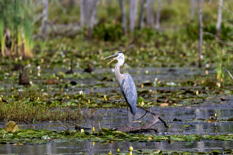 a large bird is standing in a swamp