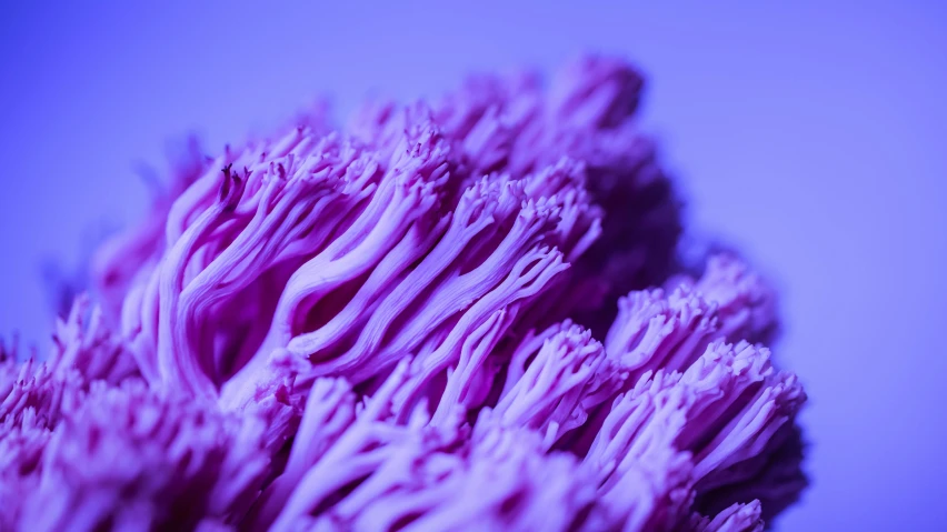 an abstract pograph of a bunch of purple flowers