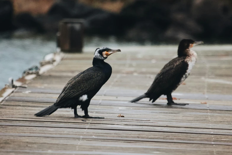 two birds perched on a dock next to each other