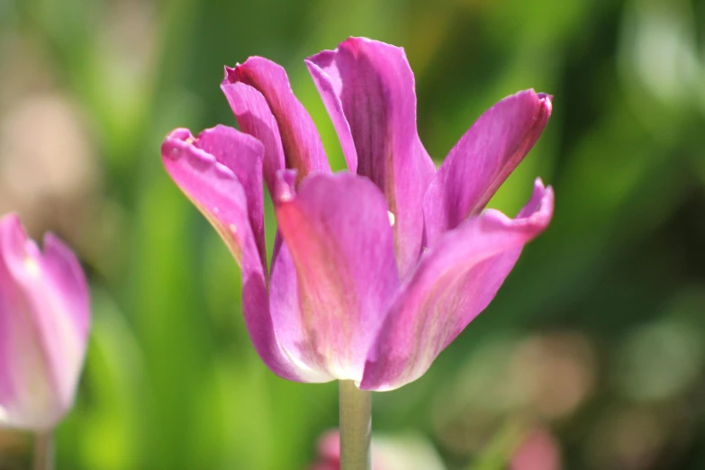 a picture of purple flowers, taken close up