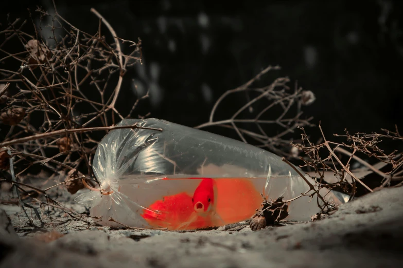 red and black bird with clear plastic bag on sand