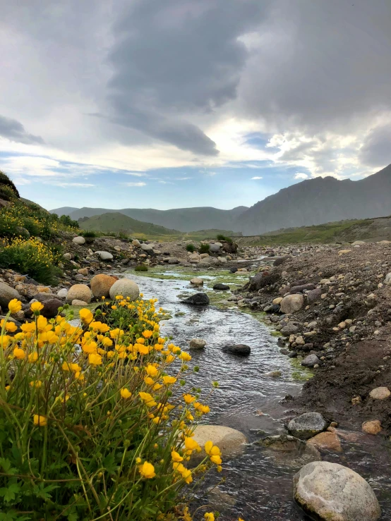 a small creek with some yellow flowers on it