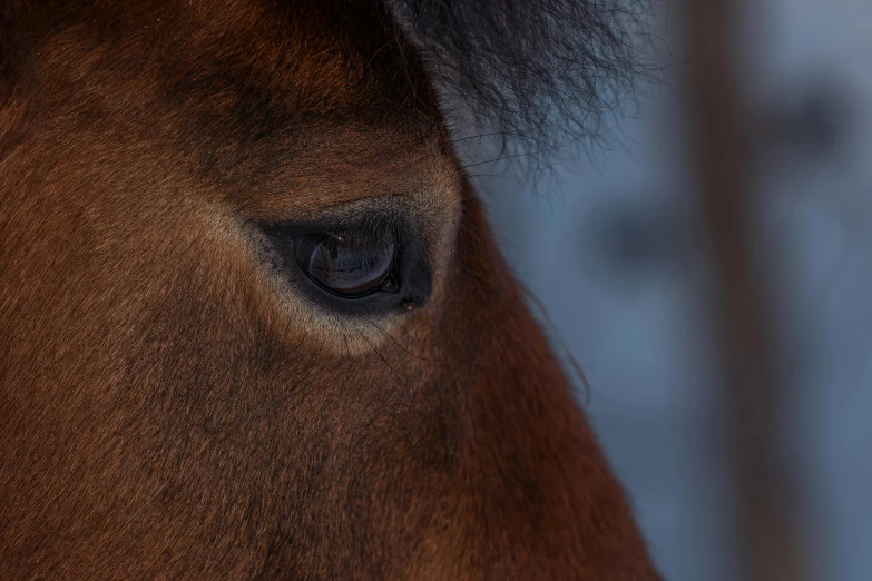 the eye of a brown horse is shown