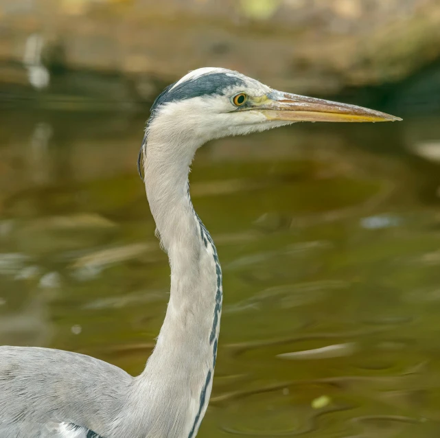 a bird that is standing in the water