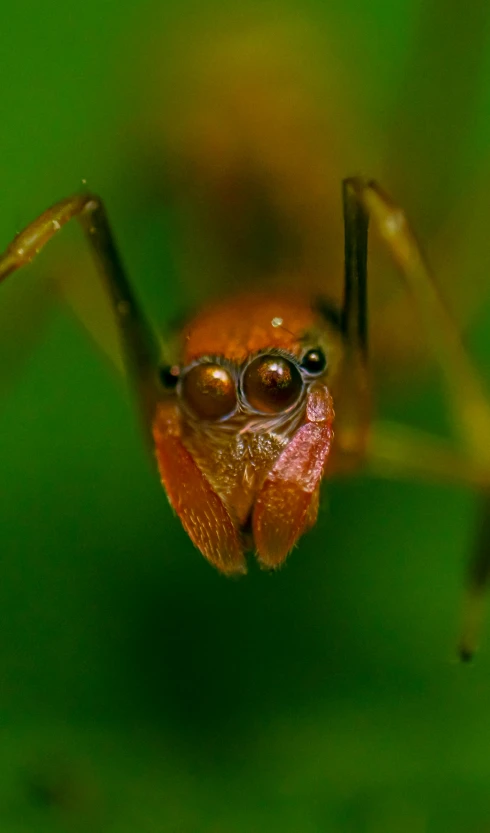 a close up s of a red spider sitting on a green plant